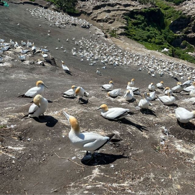 Amazing view of Gannets and sea