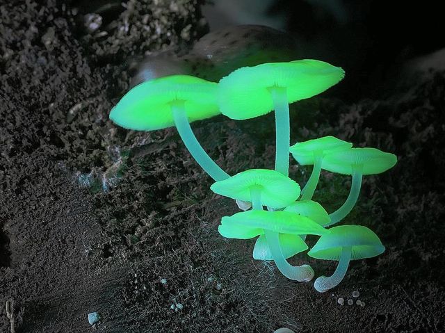 香港太空館推出全新球幕電影《真菌的神秘王國》