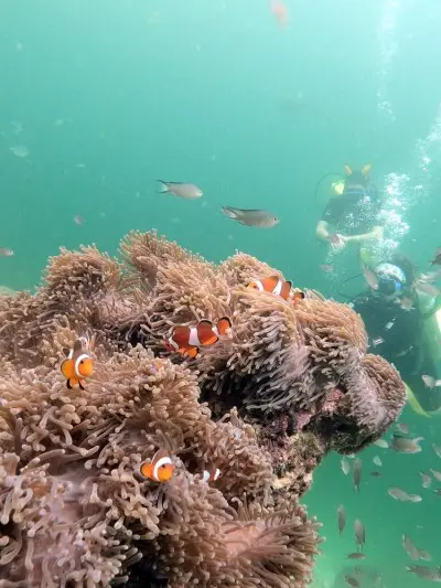 말레이시아 랑카위 스쿠버다이빙