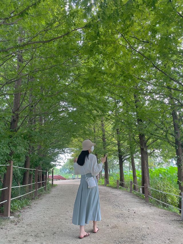 아름다운 연꽃 드라이브 :: 양평 세미원🌸