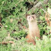 野生のシマリス・イタチと遭遇できるかも？