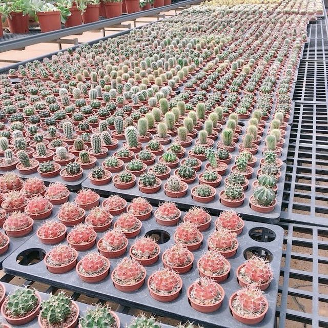 福祥仙人掌🌵多肉植物園-佔地超大、品種超多的多肉世界