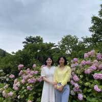 봄에 꼭 가야하는 부산수국명소