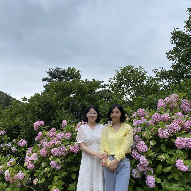 봄에 꼭 가야하는 부산수국명소