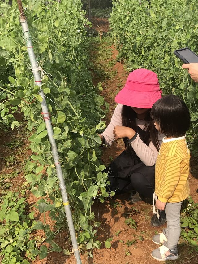 文新小農夫親子農園體驗活動～採收有機蔬菜🥬