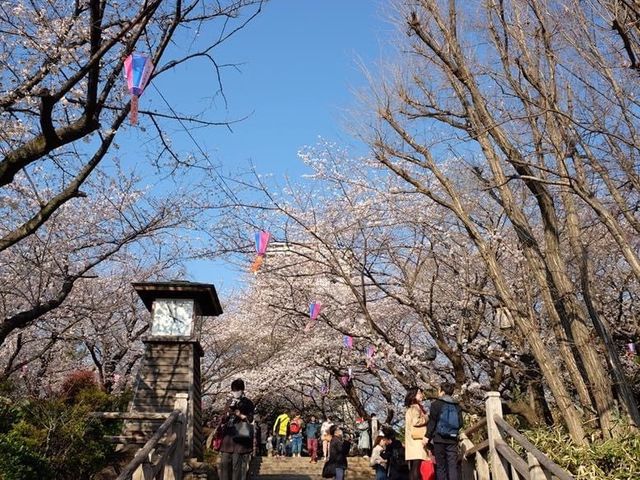 歷史悠久的賞櫻點🌸🌸📸️