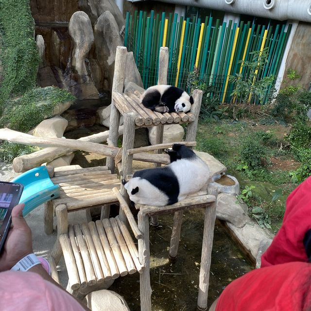 Cute Panda in Zoo Negara