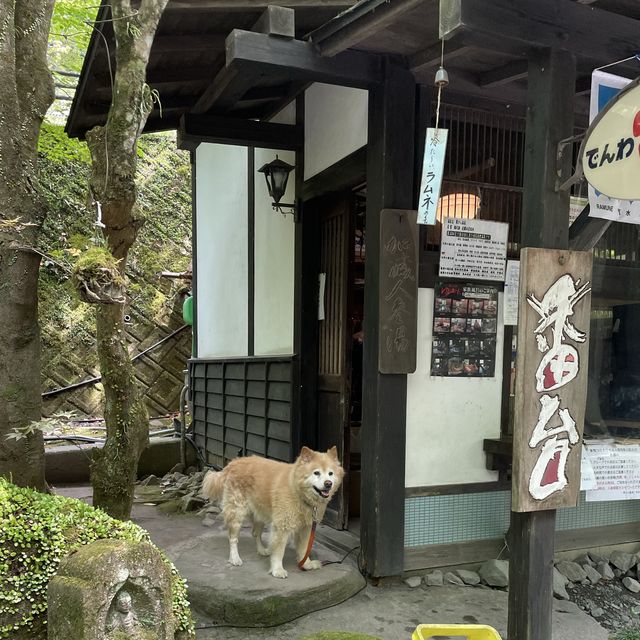 【大分】おんせん県おおいた