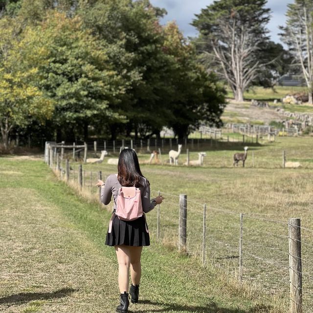 Raynella Alpaca Farmstay