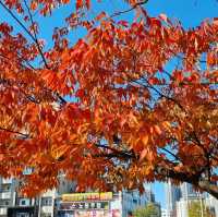 Fall around in Peace Square