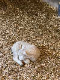 강원도 평창 여행 코스 🐑대관령 양떼목장