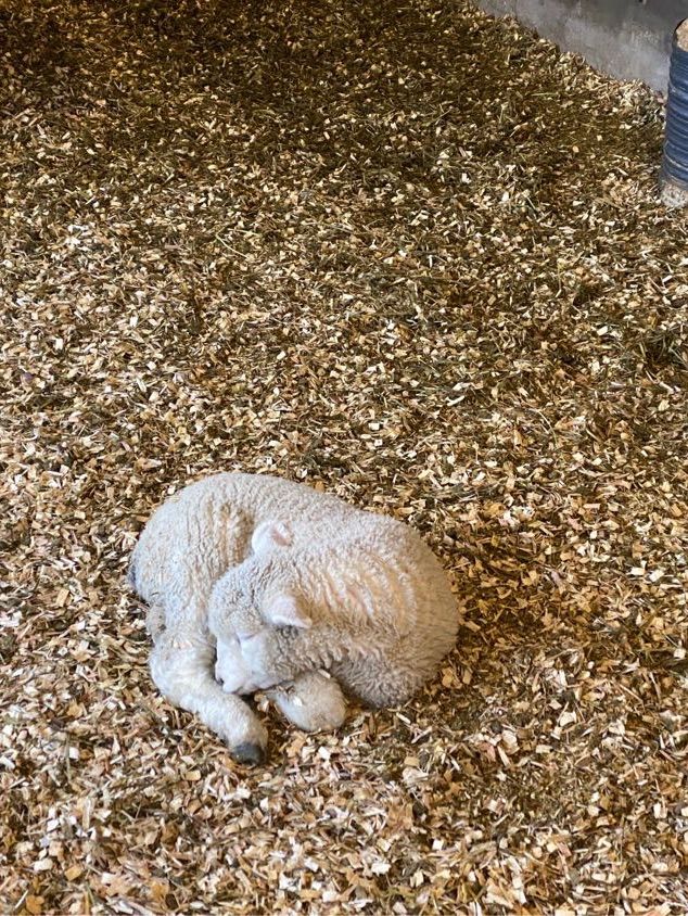강원도 평창 여행 코스 🐑대관령 양떼목장