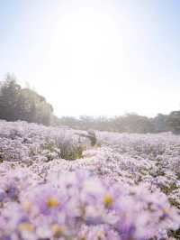 개미취 꽃밭에 빠져 보세요💜문경 봉천사 개미취축제