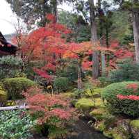 京都紅葉2022  天授庵の素晴らしいすぎる紅葉