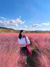 춘천 핑크뮬리 천국💓🌸