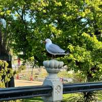 NZ_Christchurch 基督城 街景