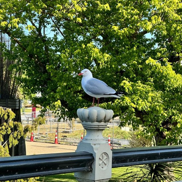 NZ_Christchurch 基督城 街景