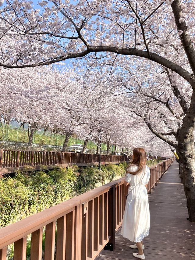 진해 벚꽃 명소 :: 여좌천🌸🌸🌸