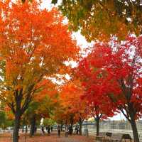 the colors of fall in Montreal, Canada 