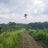 Rice fields walk 