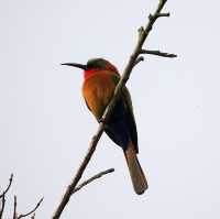 21 day Uganda safaris,wildlife and adventure 