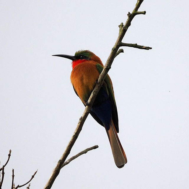 21 day Uganda safaris,wildlife and adventure 