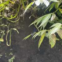 Sekumpul waterfall - a collection waterfall
