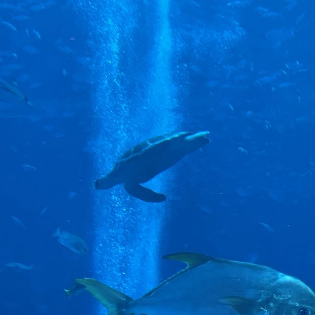 Amazing time at Atlantis Waterpark