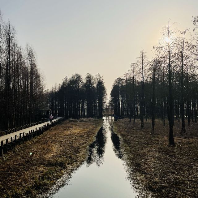 Water Forest, Qingpu🌲🌿