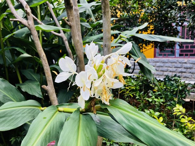 The beautiful colorful flowers of Xiputuo