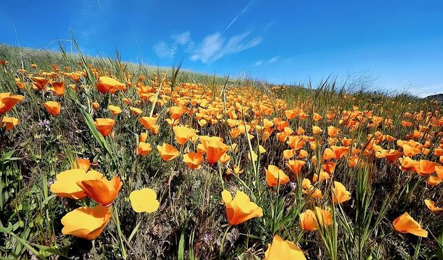 🌺The super flower sea of Southern California has arrived.