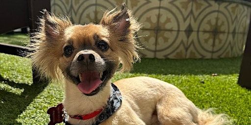 Poses, Pints & Pizzas with Yogith0t | Patio Bar & Pizza, Progresso Drive, Fort Lauderdale, FL, USA