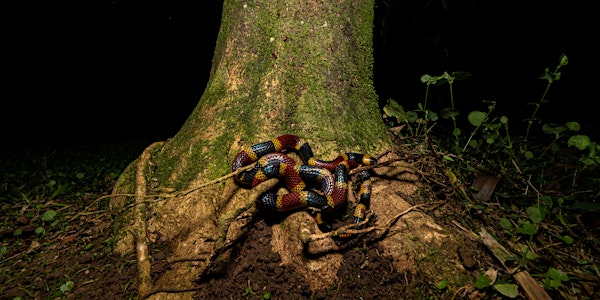 Into the Wild: Photographing Reptiles, Amphibians & Tropical Worlds | King Street Brewhouse