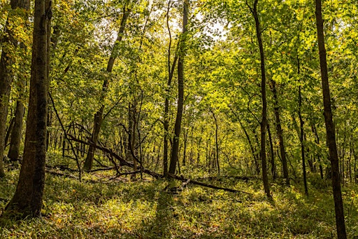 Forest Bathing w/ Andi Jasper | Floracliff Nature Sanctuary