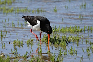 Chesil Spring Bird Walk | Fine Foundation Wild Chesil Centre