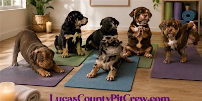 Yoga with Puppies | Lucas County Pit Crew
