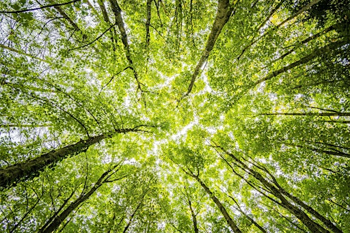 One For All Forest School - Late Summer Wednesday Workshop (6 sessions) | Bevendean Community Garden