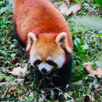 ROBUSTLY ADORABLE RED PANDAS 