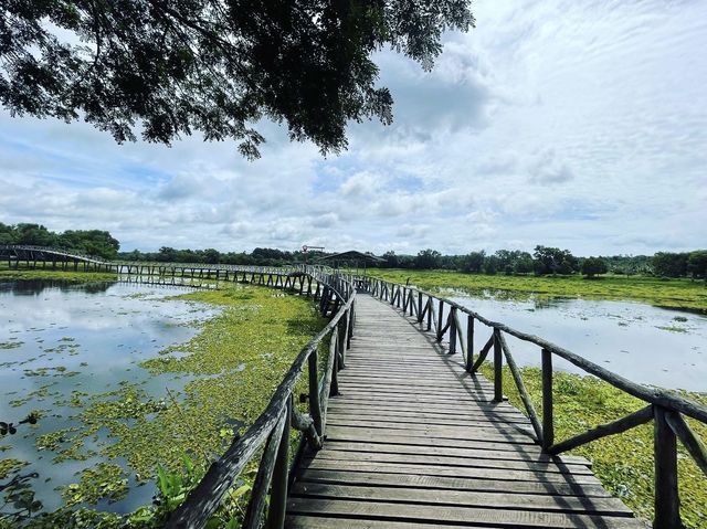 สะพานไม้เคี่ยมแหล่งธรรมชาติใกล้ทะเลชุมพร