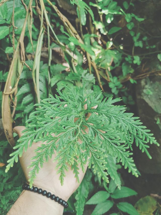 เที่ยวเขาช่องลม /เขื่อนขุนด่านปราการชล @นครนายก