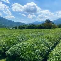 알프스 하동의 목장같은 녹차밭, 매암제다원🍵