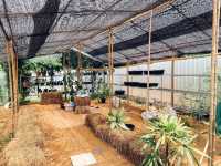 คาเฟ่ในสวน Pin Farm&Cafe @ขอนแก่น