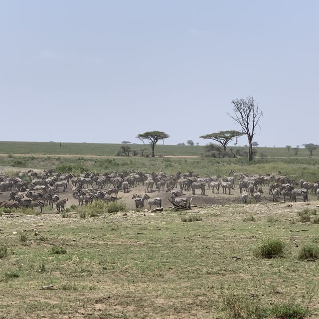 anotha safari at Serengeti