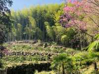 阿里山石棹步道群-茶之道
