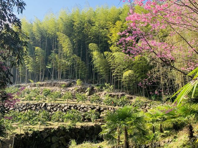 阿里山石棹步道群-茶之道