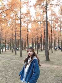 춘천 하면 남이섬이죠💖