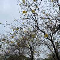 黃橙花風鈴木盛放｜市區賞花好去處