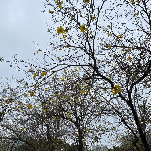 黃橙花風鈴木盛放｜市區賞花好去處