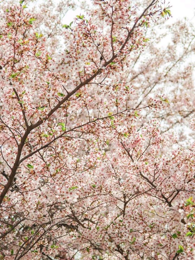 서울 가볼만한 곳, 서울숲