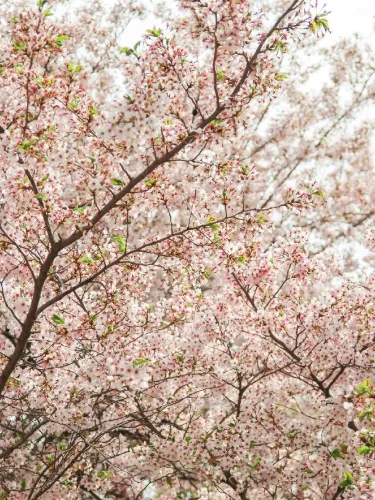 서울 가볼만한 곳, 서울숲
